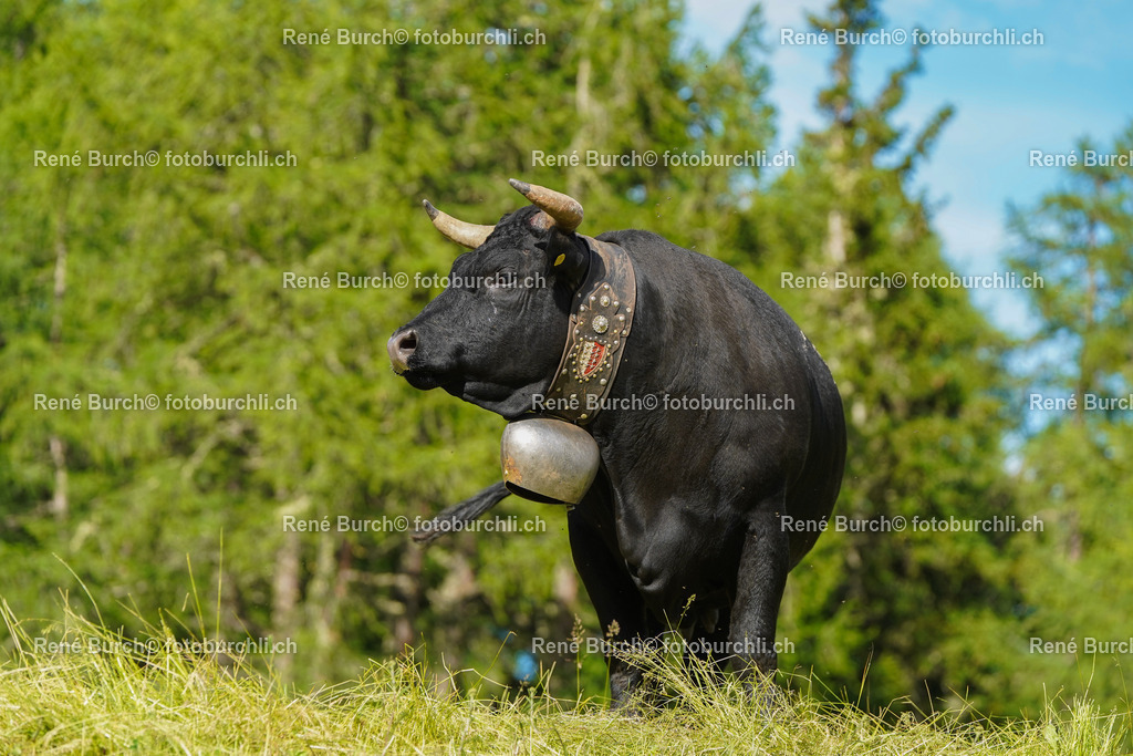 20220625-DSC09670 | René Burch leidenschaftlicher Fotograf aus Kerns in Obwalden.  Hier finden sie Sport, Landschaft und Natur Fotografie.
 - Realisiert mit Pictrs.com