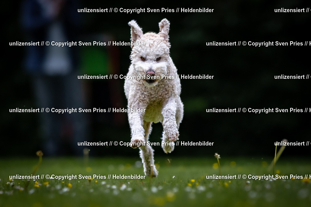 Sven Pries | 2026-05-14 - Hunderennen KA Durlach Vatertag 2026 - Realisiert mit Pictrs.com