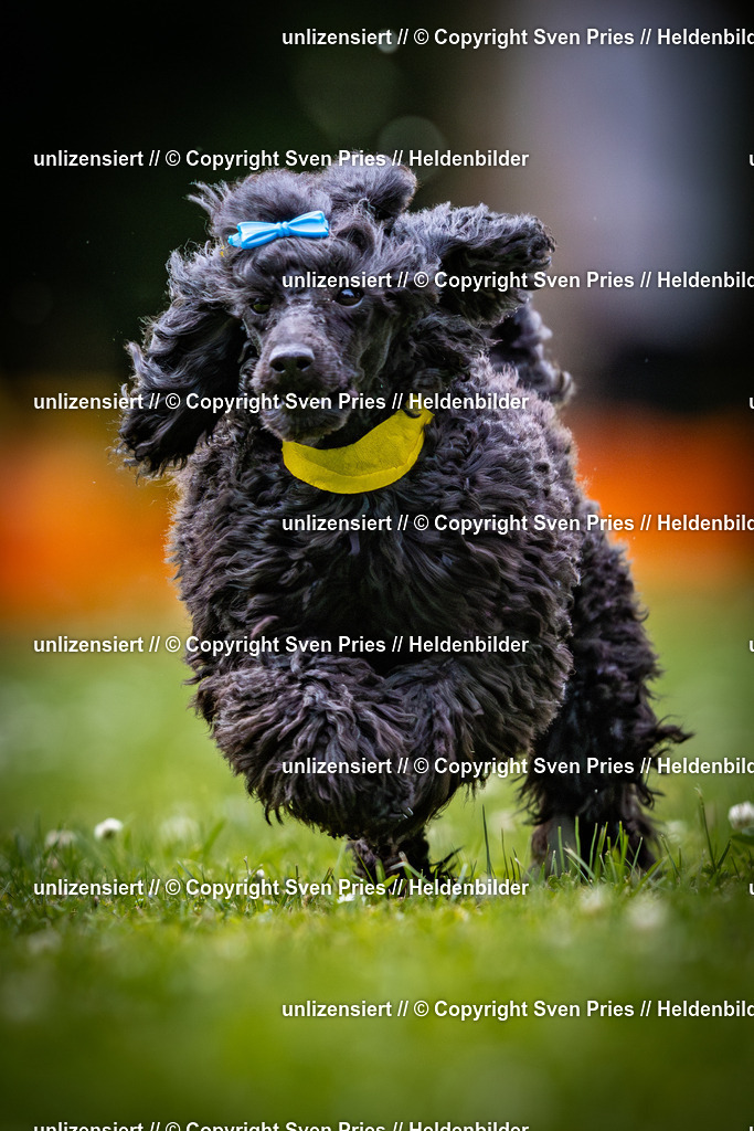 Sven Pries | 2025-05-29 - Pudelrennen KA-Durlach - Realisiert mit Pictrs.com