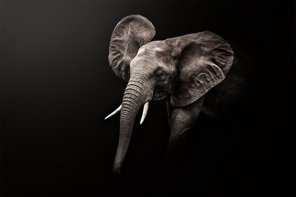 Junger Elefant (Low Key) | Kenia | Premium-Wandbild von justsomewhere.com: Ein ausdrucksstarkes Low-Key-Porträt eines jungen afrikanischen Elefanten aus Kenia, dessen feine Hautstrukturen und große Ohren effektvoll aus der Dunkelheit hervortreten. - Realisiert mit Pictrs.com