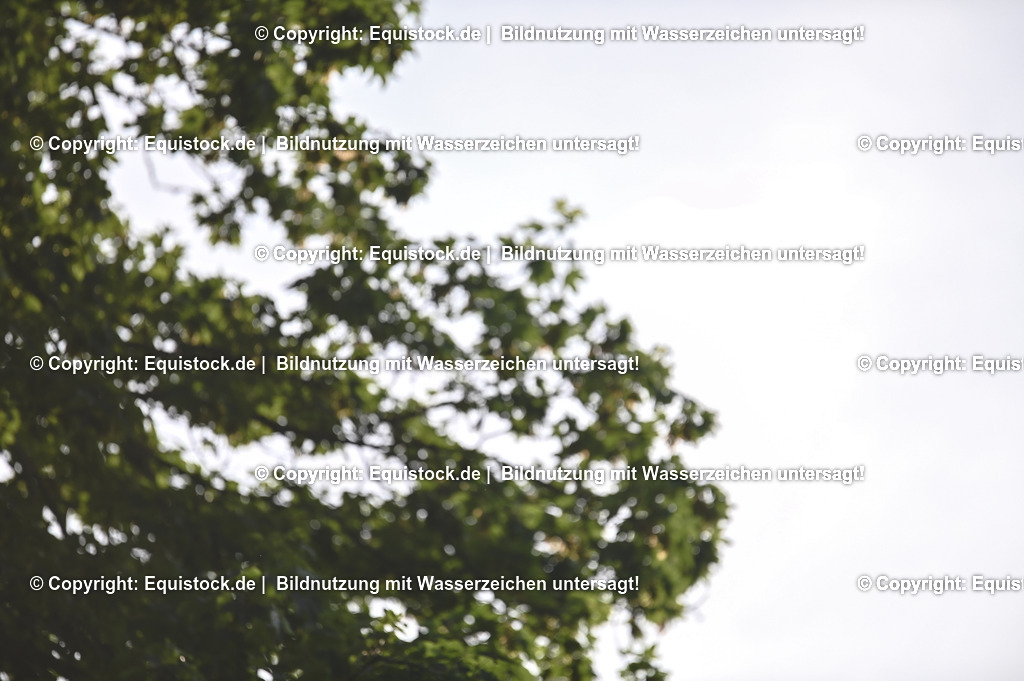 20230529_20_CSI4_Großer-Preis_0874 | equistock