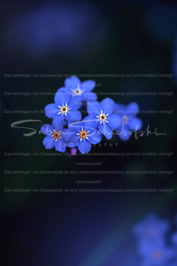 Wandbild Vergissmeinnicht | People- und Tierfotografie, Imageaufnahmen, Veranstaltungsfotografie und Wandbilder aus der Natur ★ Made in Germany ✔️ Druck + Downloads ✔️ Naturfotografie in Top Qualität ★ schneller Versand, weltweite Lieferung! - Realisiert mit Pictrs.com