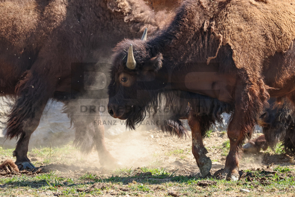 Bisons at Tierpark Herberstein // Bisons im Tierpark Herberstein | Bisons at Tierpark Herberstein in Styria, Austria. The scene shows the powerful animals in their enclosure and highlights their impressive appearance, calm presence and natural behavior in the zoo environment. // Bisons im Tierpark Herberstein in der Steiermark, Österreich. Die Szene zeigt die kraftvollen Tiere in ihrem Gehege und hebt ihr eindrucksvolles Erscheinungsbild, ihre ruhige Präsenz und ihr natürliches Verhalten im Tierpark hervor. - Realisiert mit Pictrs.com