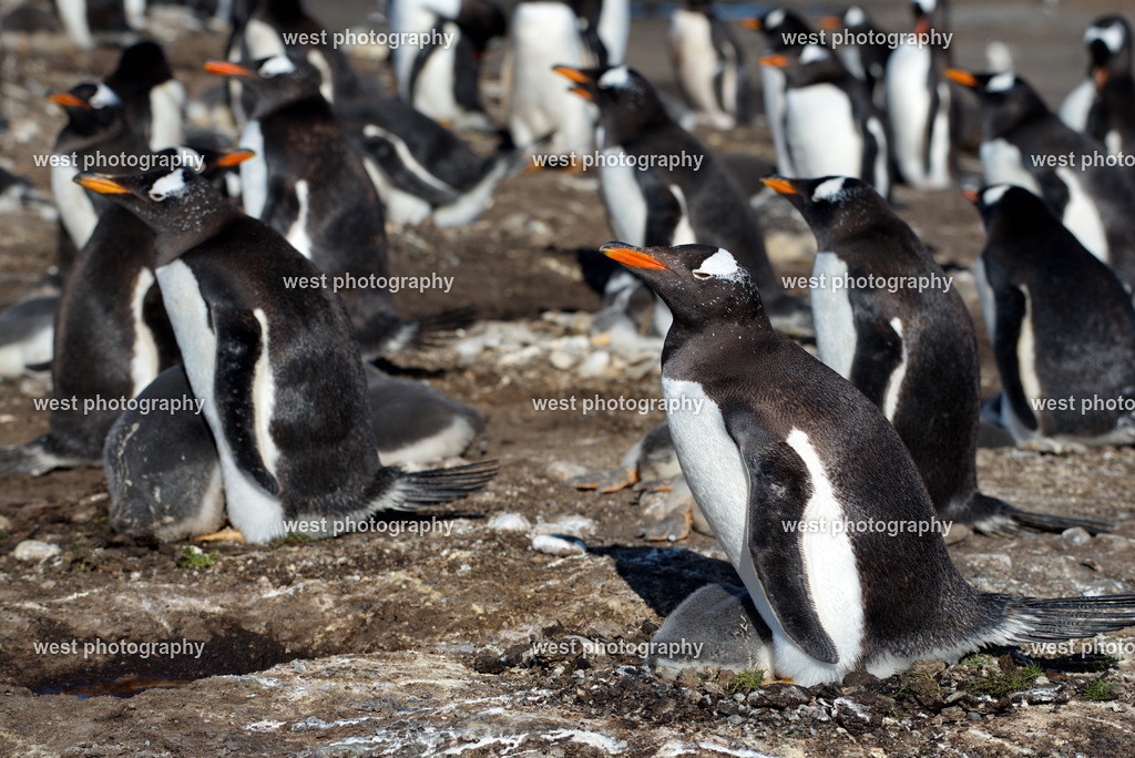 Gentoo Penguin with Chicks 2 SLI - FLK 2014 | west photography - Realisiert mit Pictrs.com