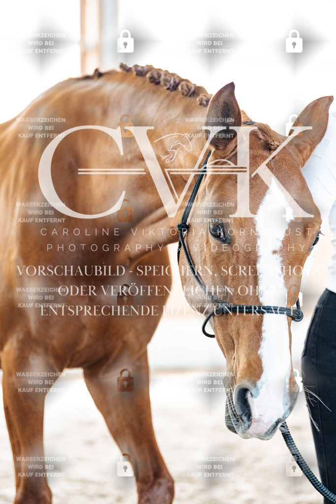 CK906919 | Turnierfotografie Pferdefotografie Trier Rheinland-Pfalz Pferdesport Reitsport Tierfotografie Sportfotografie Pferdevideo Pferdevideografie Equestrianvideography equestrianphotography  - Realisiert mit Pictrs.com