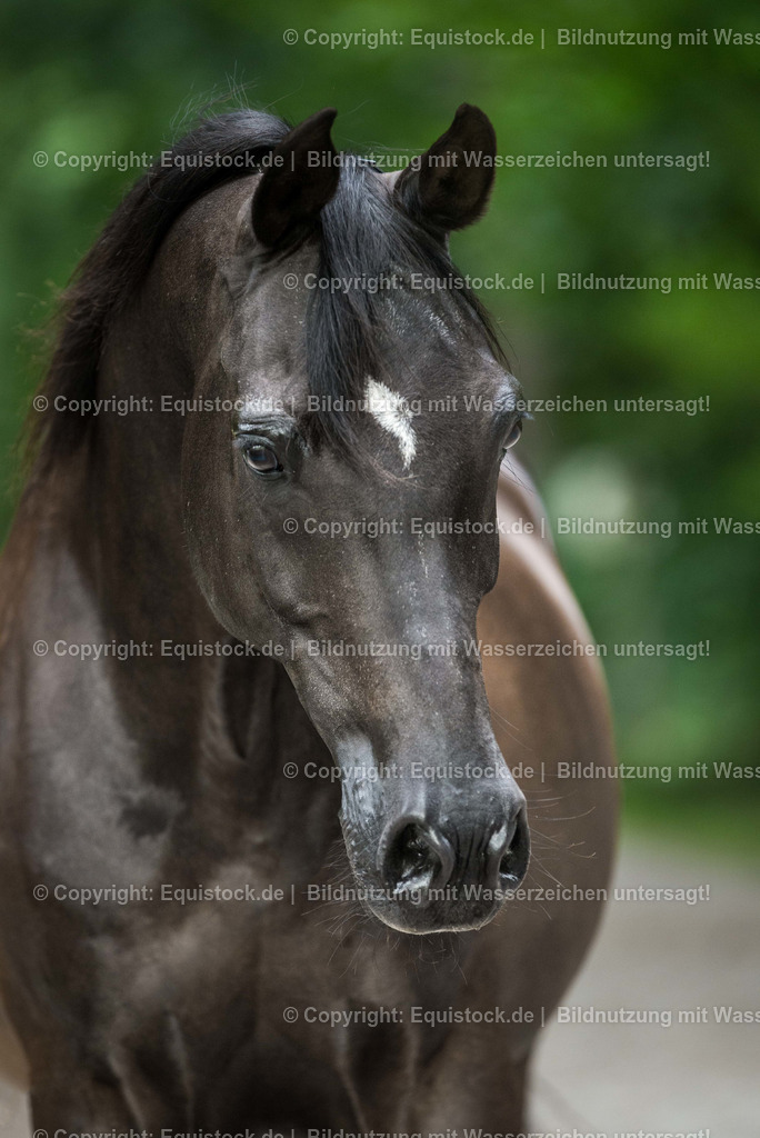 TS_20170716_Araber_Portrait_0002 | Foto: Thomas Hartig