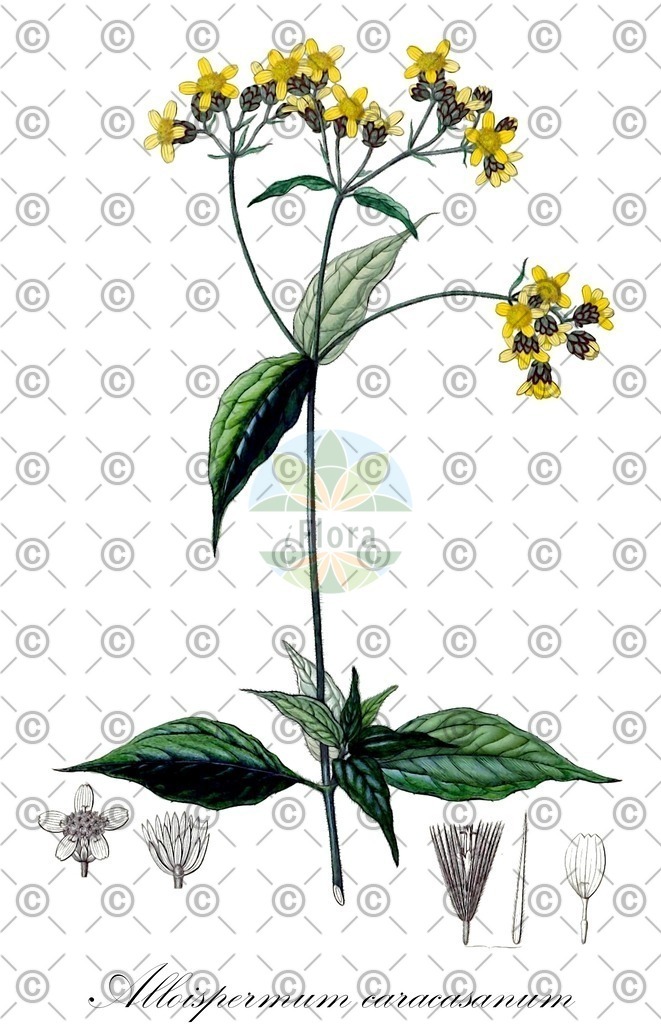 HistAbb_wfo-0000021675_1_ENZY_Simple | Historische Abbildung von Alloispermum caracasanum - Asteraceae | Historical Illustration of Alloispermum caracasanum - Asteraceae