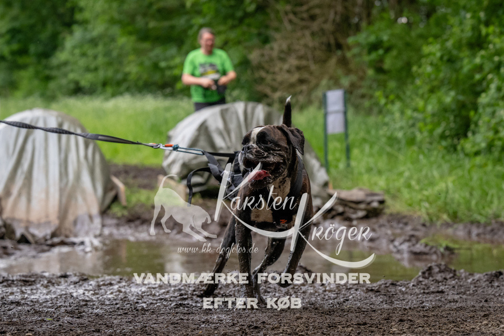 1526_ZZ93483 | kk-dogfotos