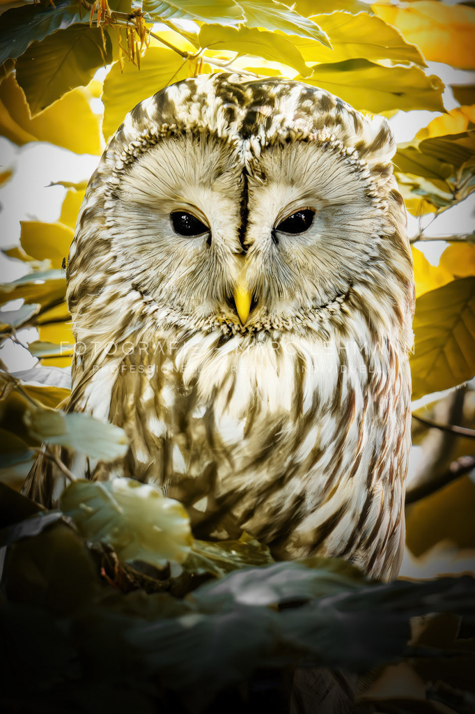 Fotografie-Marc-Lehmann-Eule | Fotografie Marc Lehmann - Realisiert mit Pictrs.com