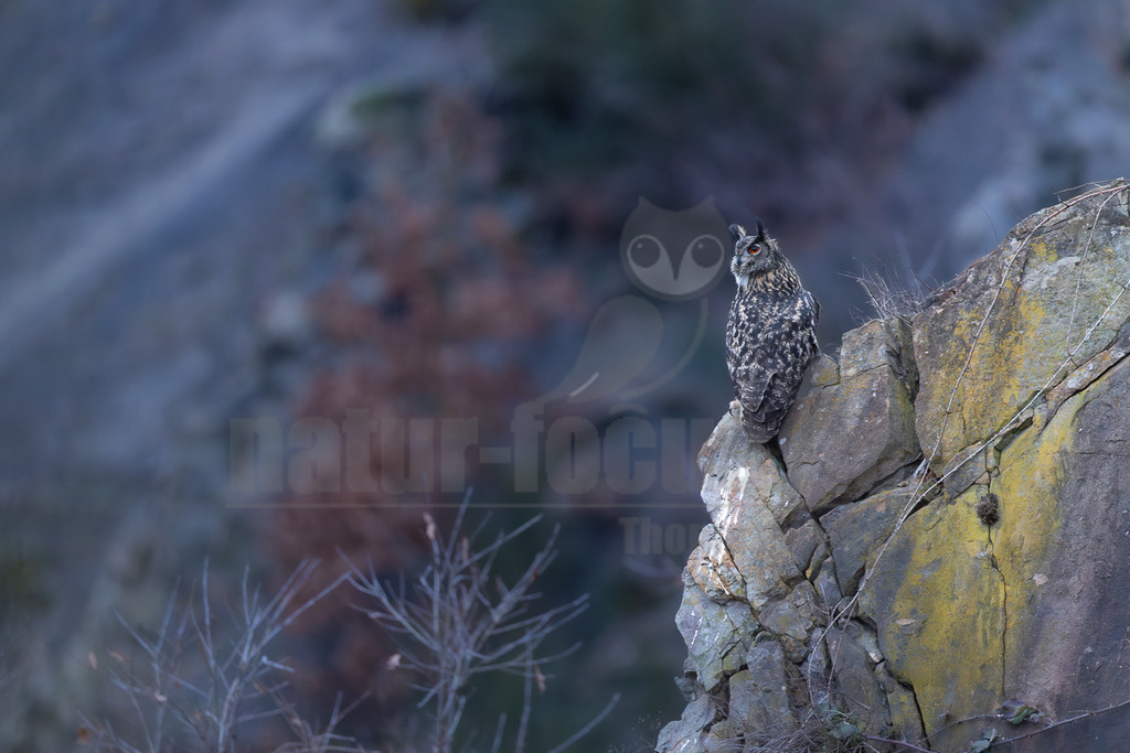 R5M22980_20260215-2 | Ein einzelner Uhu (Bubo bubo) sitzt auf einem großen, grauen Felsen in einem Steinbruch. Der Hintergrund ist verschwommen und zeigt eine Landschaft mit braunen, grünen und gelblichen Tönen. Der Felsen ist von Moos bedeckt. Die Beleuchtung deutet auf einen Wintertag hin. - Realisiert mit Pictrs.com