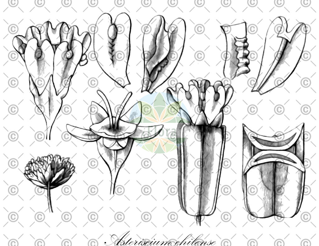 HistAbb_wfo-0000117194_2_ENZY_Simple | Historische Abbildung von Asteriscium chilense - Apiaceae | Historical Illustration of Asteriscium chilense - Apiaceae