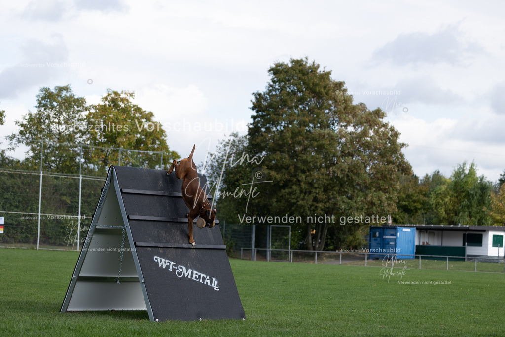 _16A6788 | Einzigartige Fotos von Hunden & Menschen –Actionfotos, Portraits, Vereinsaufnahmen & Paarshootings – authentisch, lebendig & mit Herz.