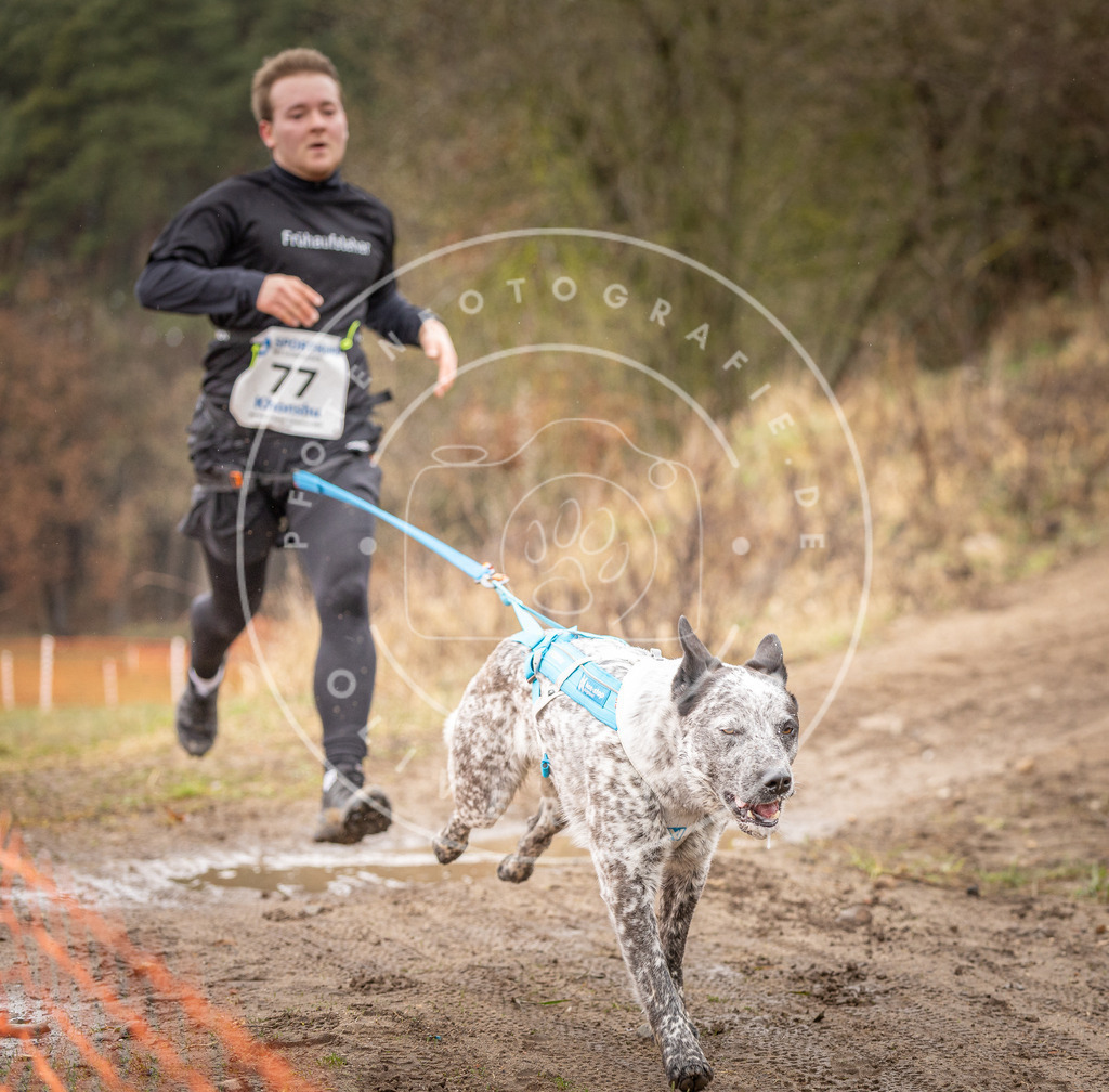 DV3A0285 | Hundefotografie, Tierfotograf, Pfotenfotografie, Fotoshooting Hund, Hunde Portrait, Hundesport, Hundeportraits, Heideshooting, Hunde, Sportfotograf, Hundefotograf, Turnierhundsport, THS,  - Realisiert mit Pictrs.com