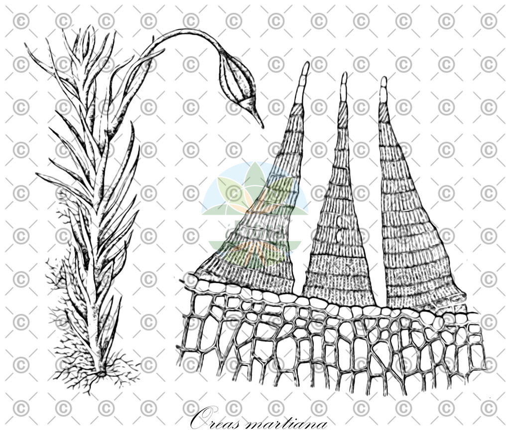 HistAbb_wfo-0000481444_1_ENZY_Simple | Historische Abbildung von Oreas martiana - Rhabdoweisiaceae | Historical Illustration of Oreas martiana - Rhabdoweisiaceae