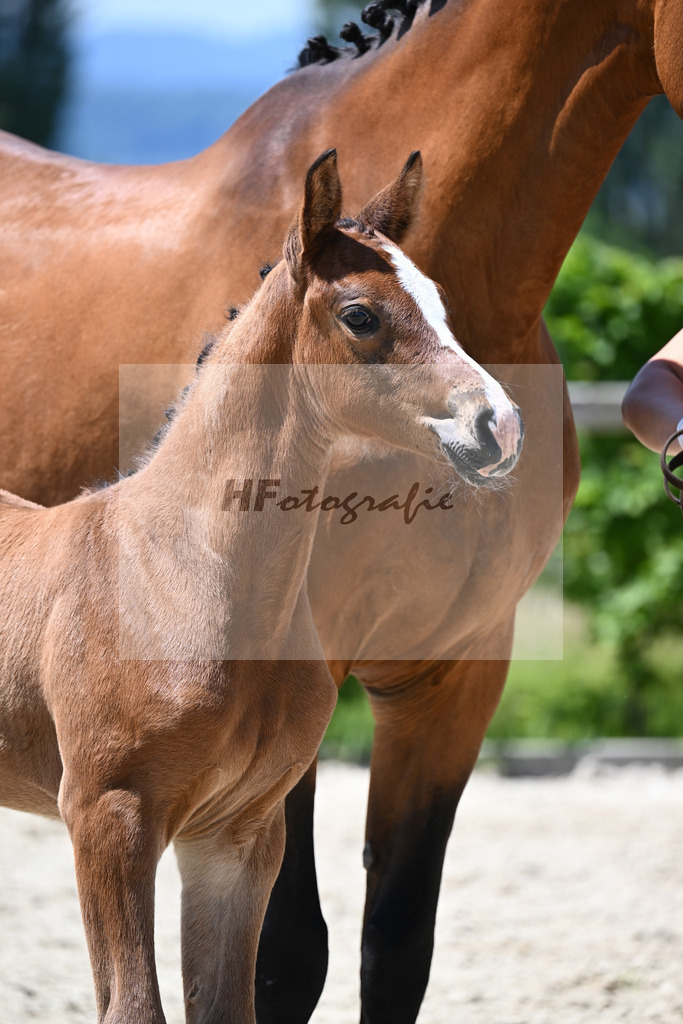 Quel Mexx x Araconit_SF_Mayer_19240488 | hf-fotografie - Realisiert mit Pictrs.com