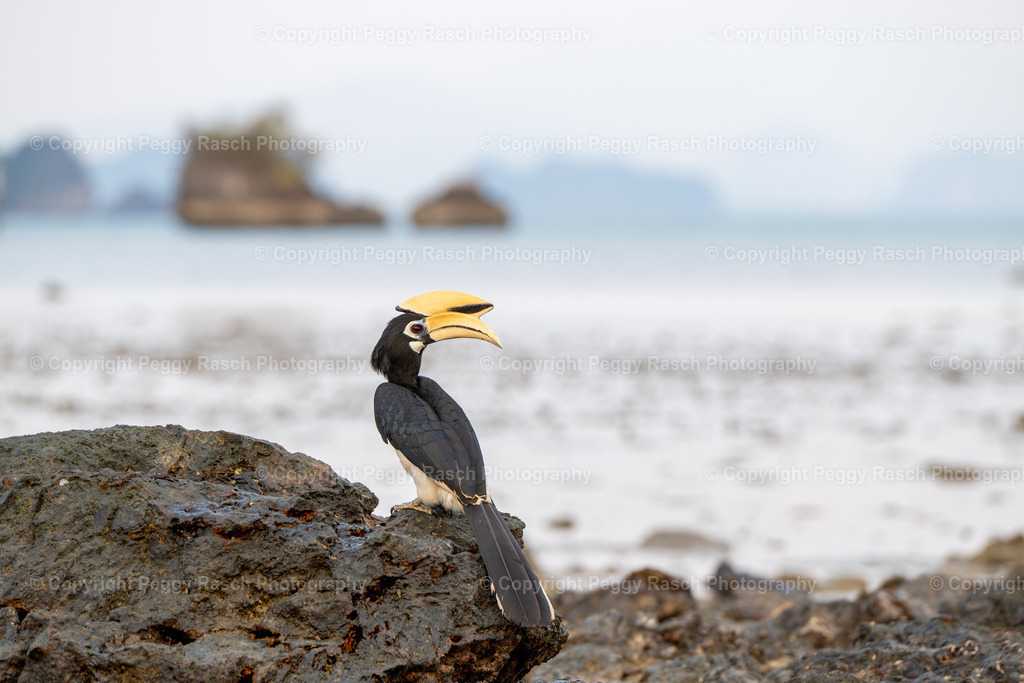 Thailand_Hornbills_2025 (12) | PeggyRaschPhotography - Realisiert mit Pictrs.com