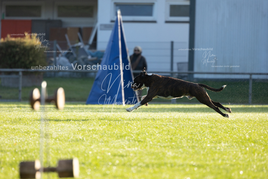 _16A6152 | Einzigartige Fotos von Hunden & Menschen –Actionfotos, Portraits, Vereinsaufnahmen & Paarshootings – authentisch, lebendig & mit Herz.