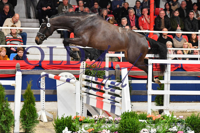 16 DE441410255120 HM Conthargos - Baloubet du Rouet - Weinberg DSC_0007 | <meta name="description" content="★Offizieller Merchandise und Foto-/Videostore des Oldenburger Verbandes.★ ✅Jetzt auch digital Ausdrucke erhältlich." />
<meta name="keywords" content="Merchandise Foto-/Videostore Oldenburger Verband Photographie 