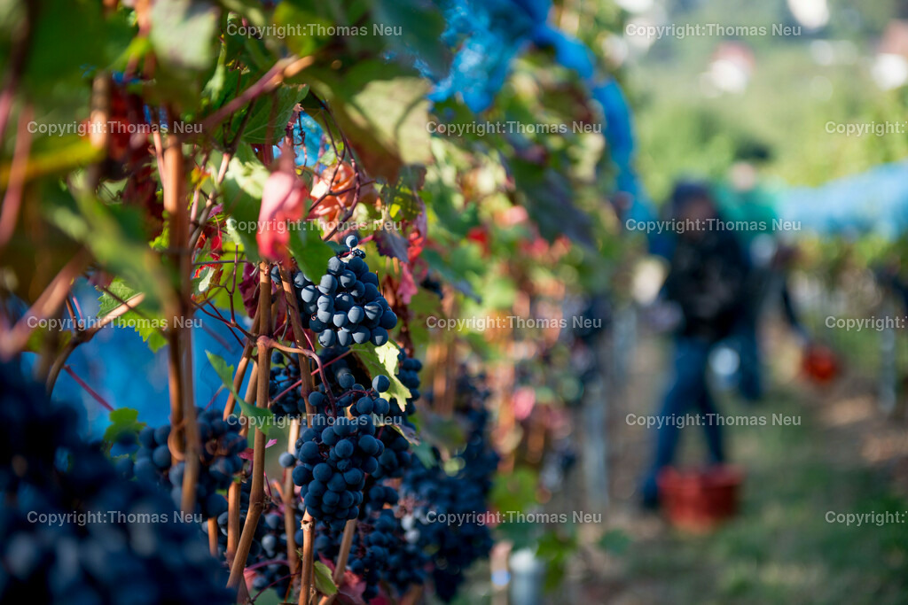 BA_Lesestoff_Thomas_Neu_20 | Stadtmagazin 43, Weinlese, ,, Bild: Thomas Neu