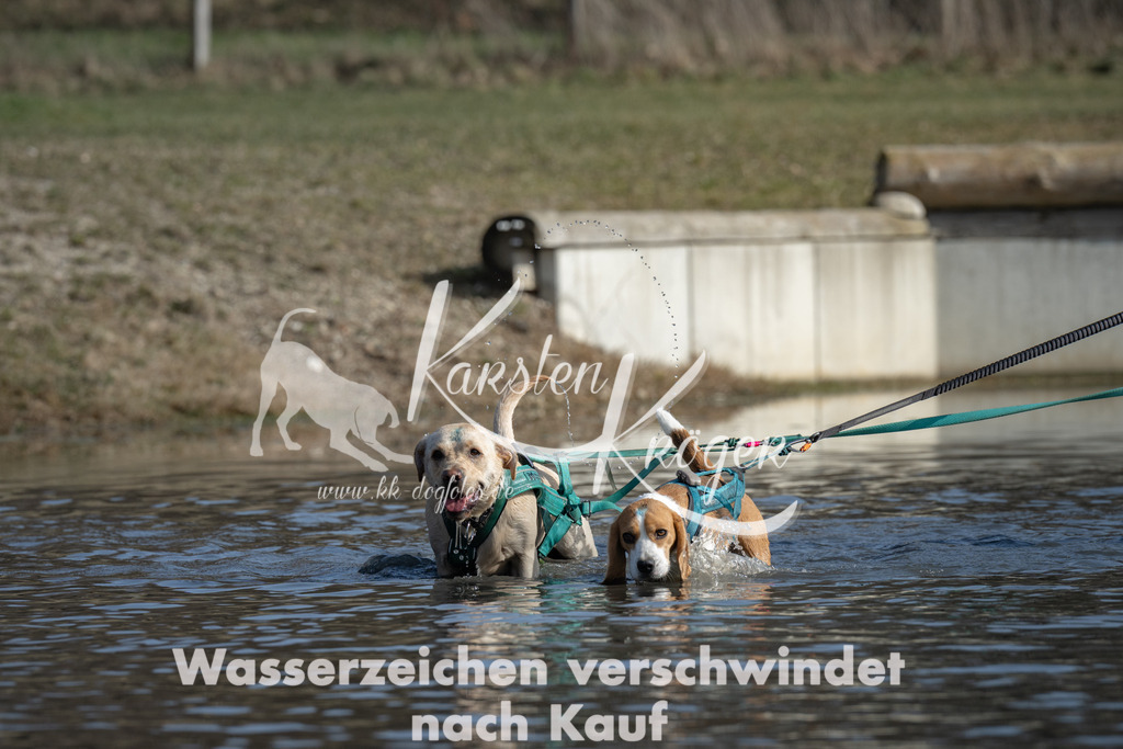 1341_ZZ97779 | kk-dogfotos