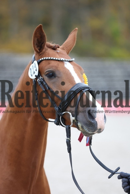 Marbacher_Wochenende_2023_Körung_KN_29_Mr. Lover Lover (7) | Alle Fotos der Reiterjournal Fotografin Doris Matthaes im Reiterjournal Online-Fotoshop. - Realisiert mit Pictrs.com