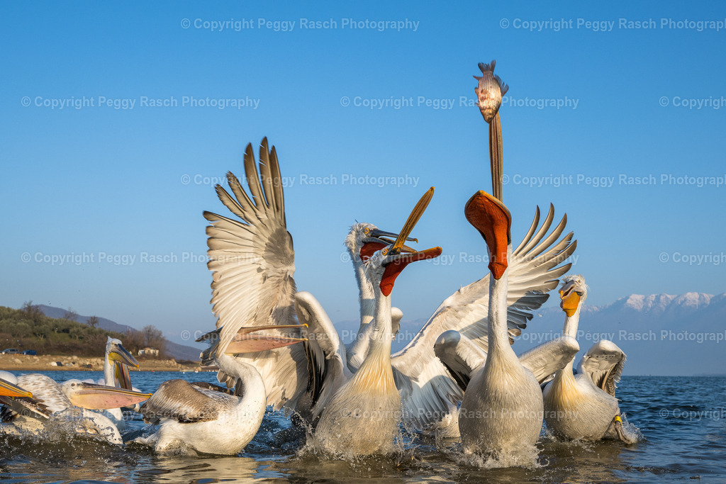 Pelikan_2023 (4) | PeggyRaschPhotography - Realisiert mit Pictrs.com