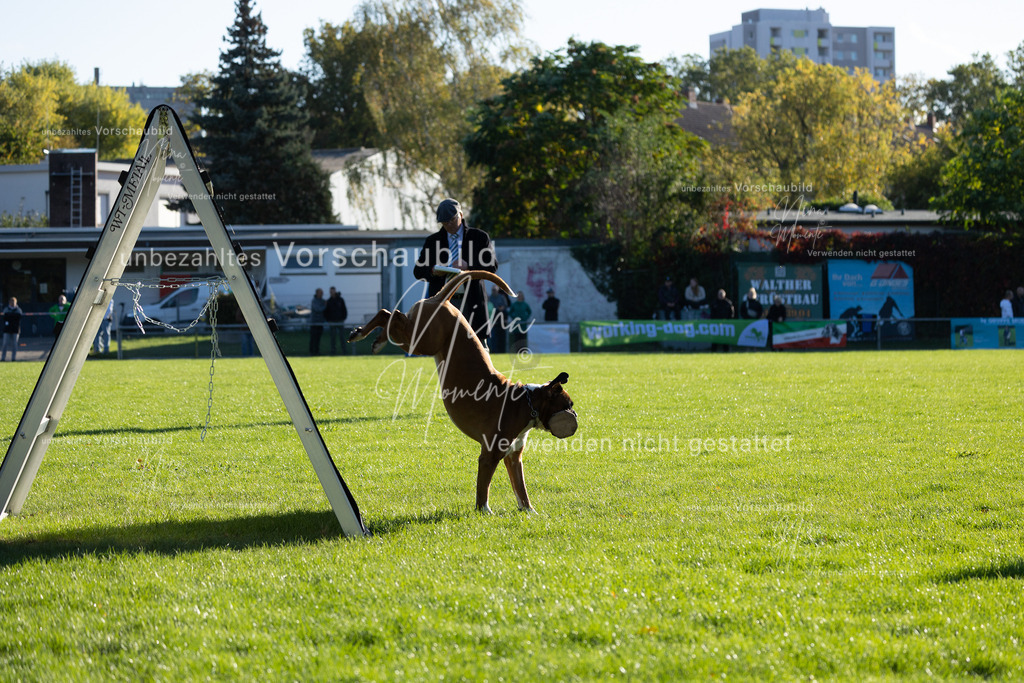 _16A4869 | Einzigartige Fotos von Hunden & Menschen –Actionfotos, Portraits, Vereinsaufnahmen & Paarshootings – authentisch, lebendig & mit Herz.
