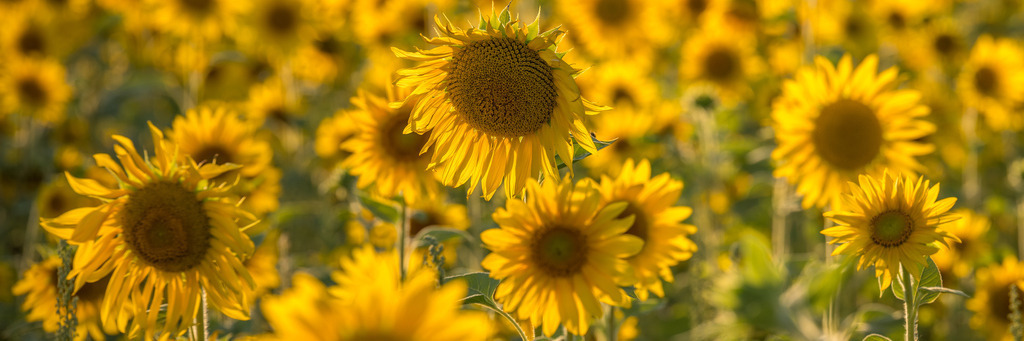 sonneblumen_1907-74 | <div id="allefotografen-seal-verified-green"></div><script src="https://www.allefotografen.de/956728/seal-verified-green/seal.js" async="async"></script> - Realisiert mit Pictrs.com