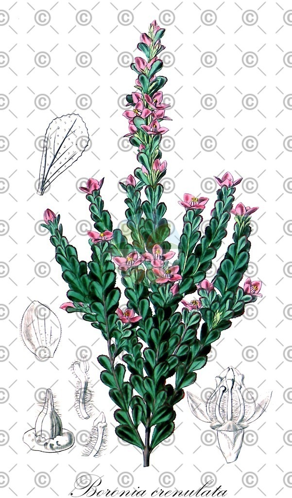 HistAbb_wfo-0000087708_1_SIMPLE | Historische Abbildung von Boronia crenulata - Rutaceae | Historical Illustration of Boronia crenulata - Rutaceae