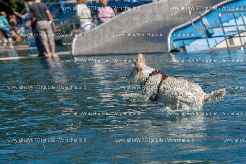 Hundeschwimmen_Volksbad_2026-allesWIRTHgut_Tierfotografie-2609061144-FAY06306 | Professionelle Tierfotografie in Mönchengladbach von Daniel Wirth (allesWIRTHgut). Liebevolle & natürliche Bilder von Hunden & Katzen für unvergessliche Erinnerungen.