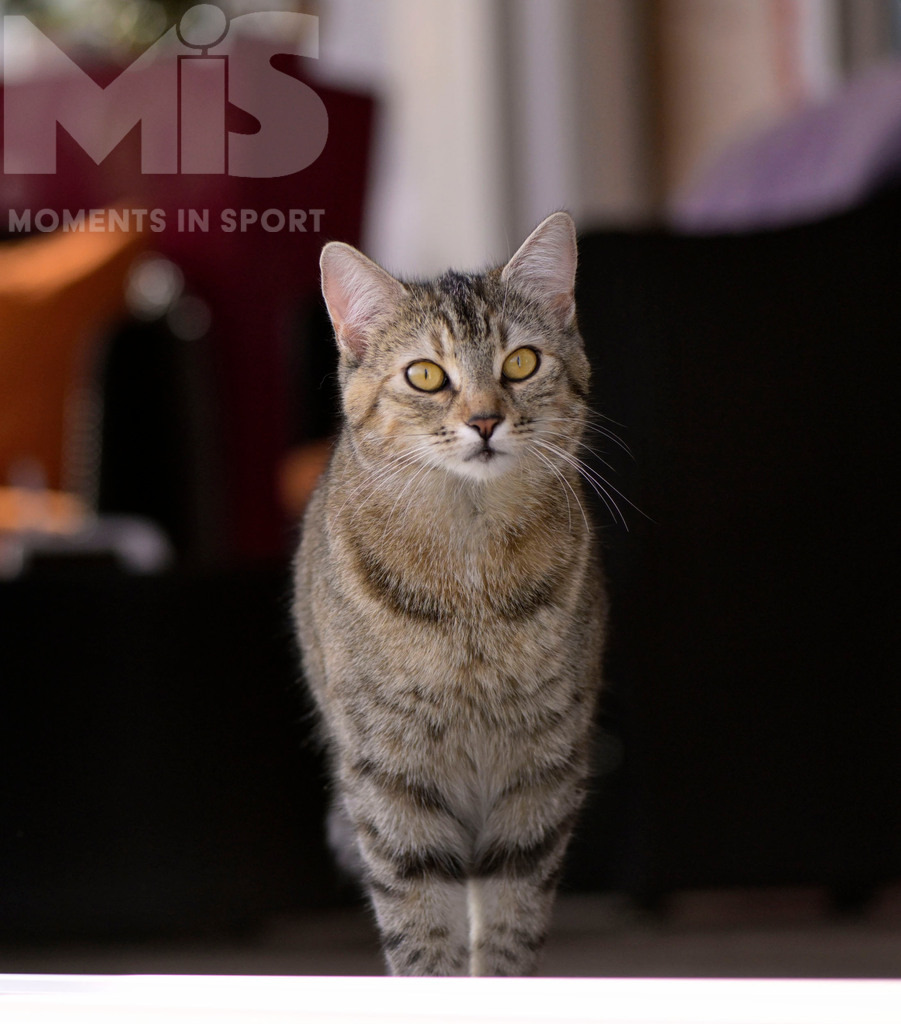 mis_061017_bf_78.JPG | 17.09.2022,  In einem Haus in Bad Wörishofen im Unterallgäu: EIne Katze als Haustier  - Realisiert mit Pictrs.com