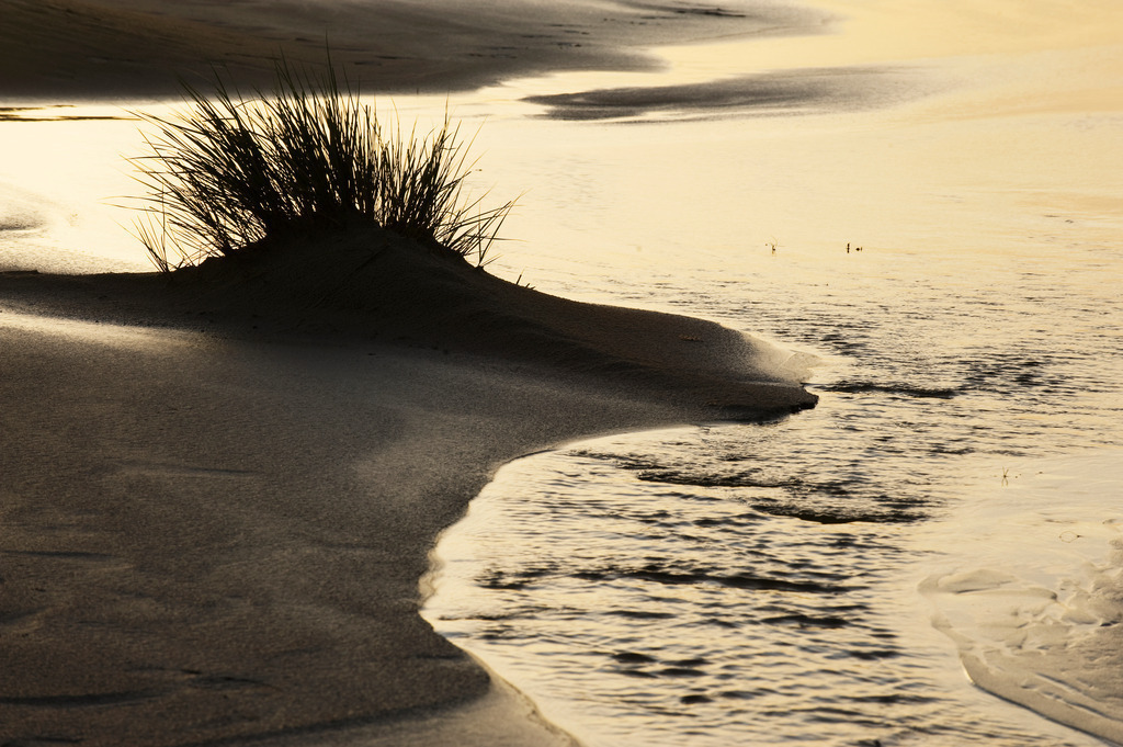 Duenengras | Europa, Deutschland, Schleswig-Holstein, Wittduen, Duenengras - Realisiert mit Pictrs.com