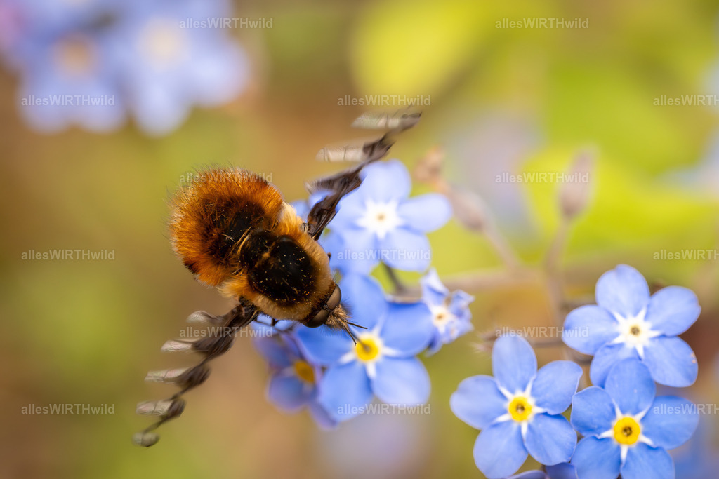 Erst Gurten dann Starten | Entdecke die faszinierende Welt der Natur- und Wildlife-Fotografie von Daniel und Bärbel. Inspirierende Bilder von wilden Tieren und kleinen Naturwundern.