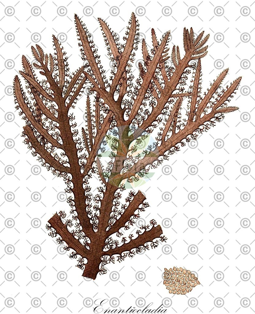 HistAbb_wfo-0000667312_1_ENZY_Simple | Historische Abbildung von Enantiocladia - Rhodomelaceae (0) | Historical Illustration of Enantiocladia - Rhodomelaceae (0)