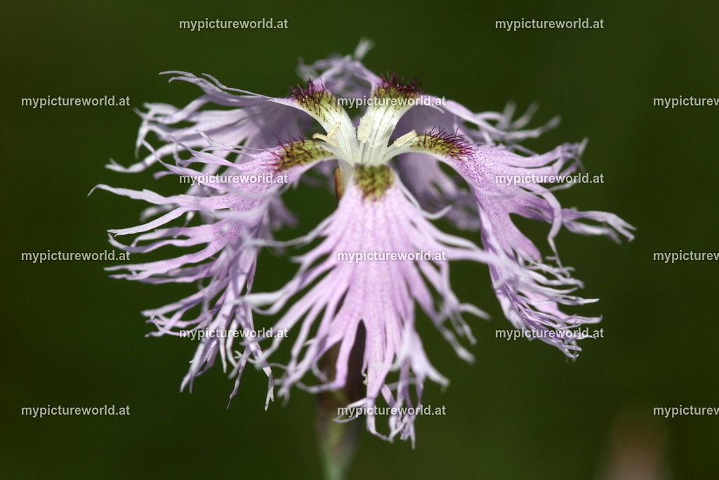 Prachtnelke-004 | Das Bilderarchiv über Tiere, Planzen und Landschaften. In der Bilddatenbank finden Sie ein große Auswahl an hochwertigen Bilder für Ihre Werbung - Realisiert mit Pictrs.com