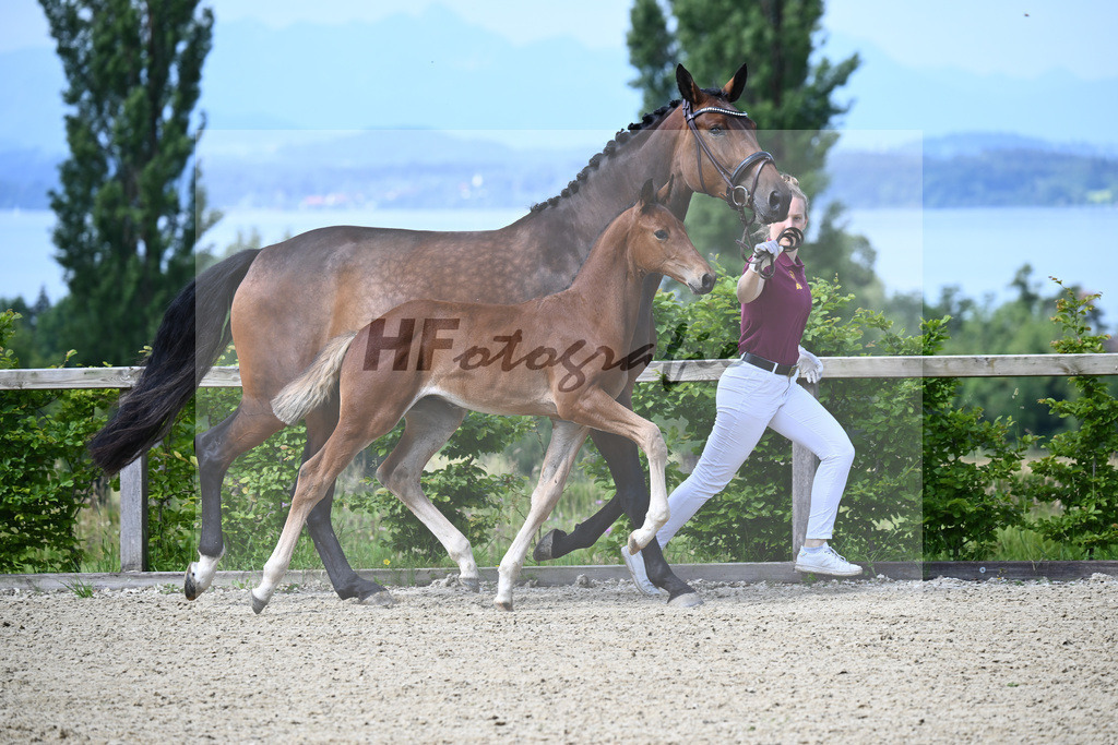 Dinken x Balou du Rouet_HF_Gossner_19240026 | hf-fotografie - Realisiert mit Pictrs.com