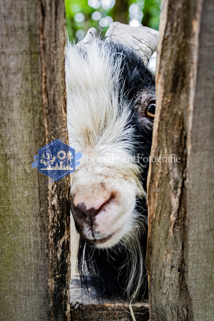 IMAG1551 | SportEventFotografie - Roman Stoiber