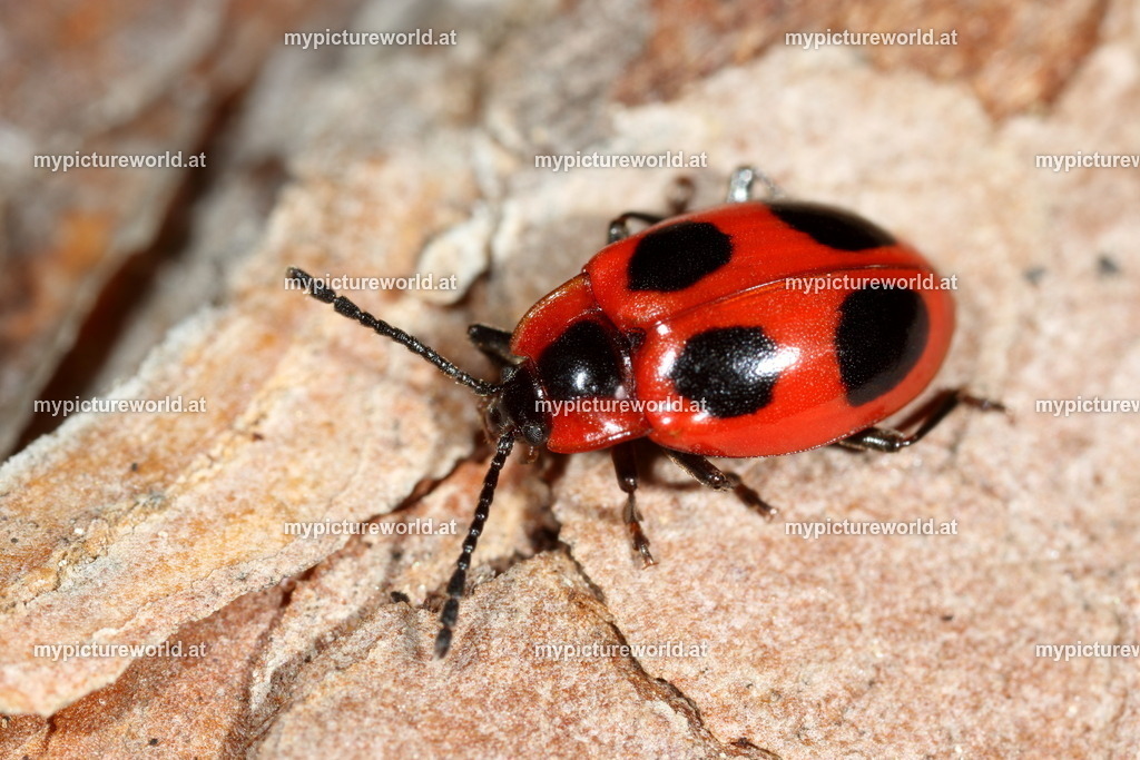 Endomychus coccineus-004 | Das Bilderarchiv über Tiere, Planzen und Landschaften. In der Bilddatenbank finden Sie ein große Auswahl an hochwertigen Bilder für Ihre Werbung - Realized with Pictrs.com