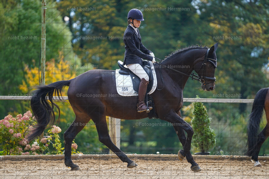 20221008-FAH00756 | Diessen am Ammersee, 2022, Dressur- und Springturnier, Reitsportbilder, Turnierfotografen Bayern, Pferdefotografen, Fotoagentur Herrmann, Turnierbilder