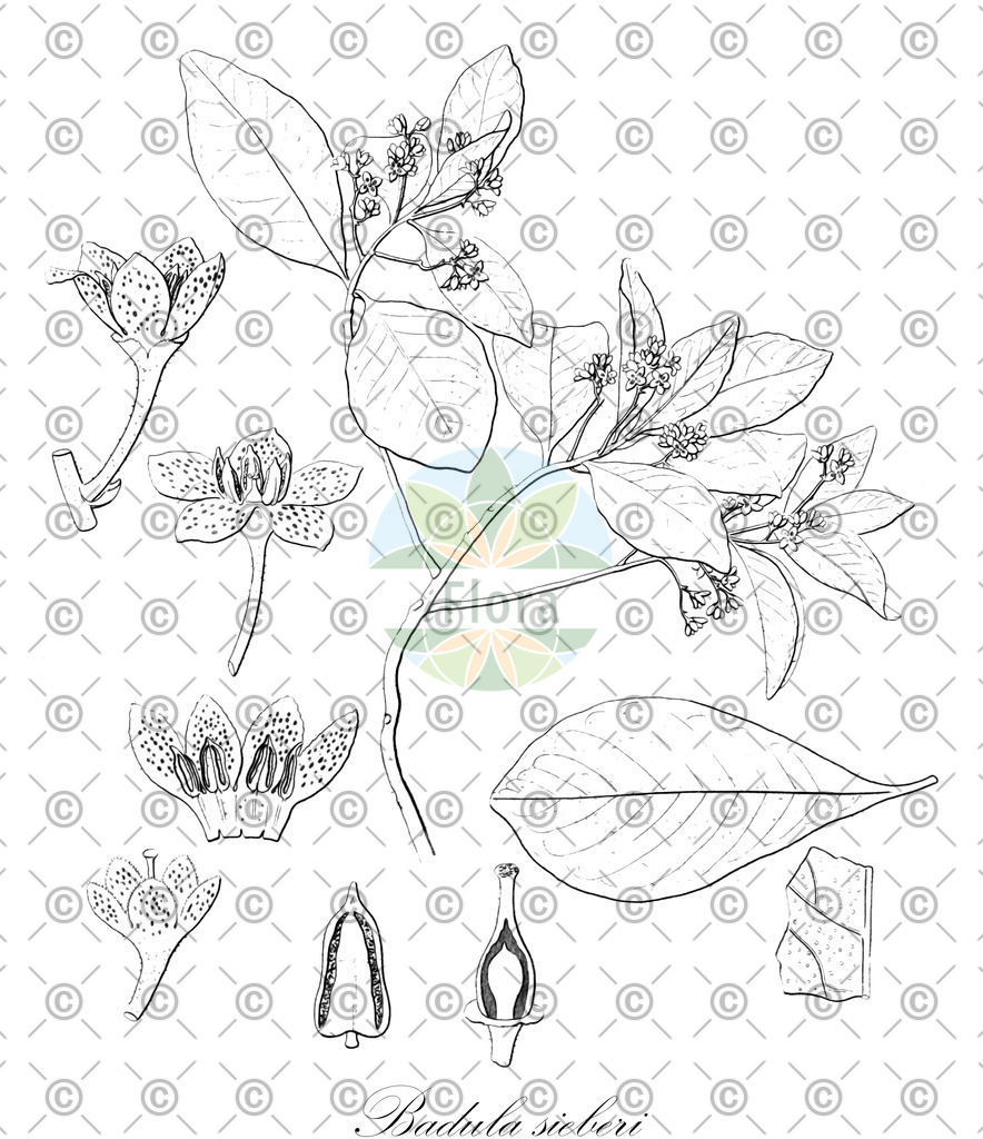 HistAbb_wfo-0000310132_1_ENZY_Simple | Historische Abbildung von Badula sieberi - Primulaceae | Historical Illustration of Badula sieberi - Primulaceae