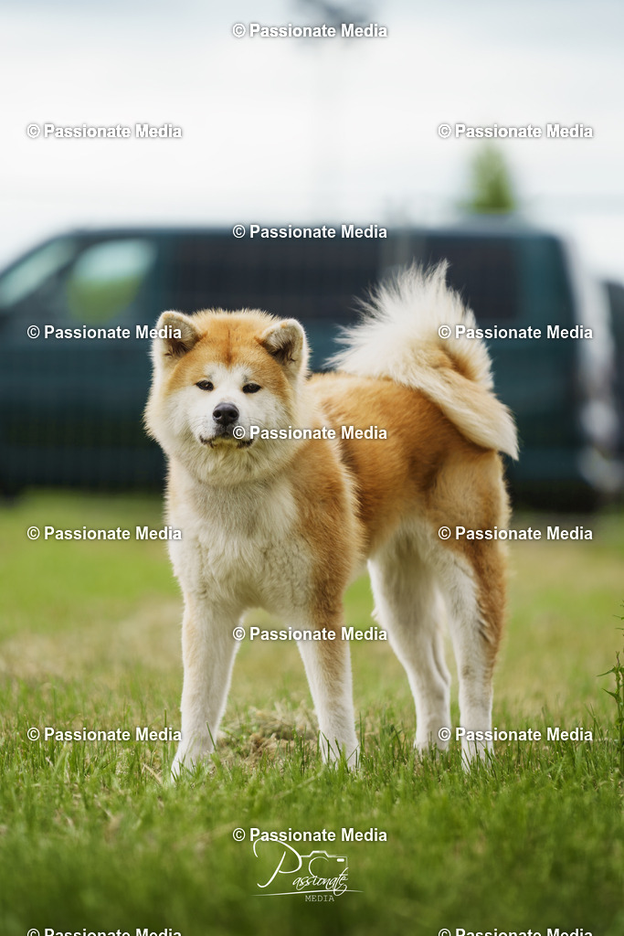 DSC04035 | Passionate Media, dein Fotograf aus Brandenburg, Märkisch Oderland, im Bereich Motorsport, Autos und Motorräder sowie Events und auch Hunde. Shootings oder auch Eventbegleitungen können bei mir gebucht we