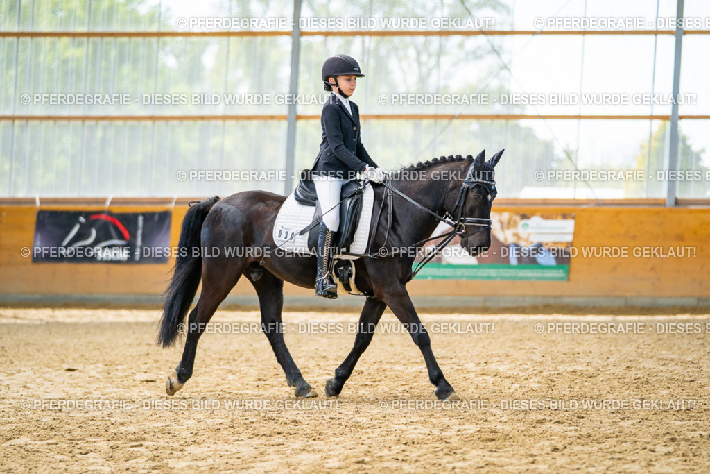 DSC01014 | Pferdegrafie