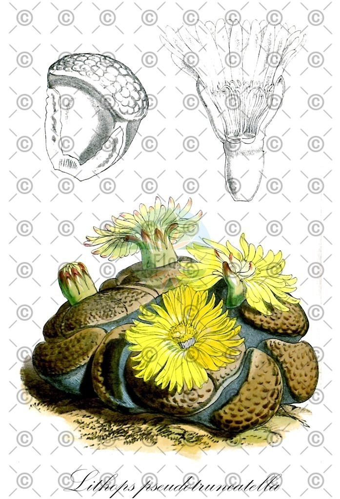 HistAbb_wfo-0001329969_1_ENZY_Simple | Historische Abbildung von Lithops pseudotruncatella - Aizoaceae | Historical Illustration of Lithops pseudotruncatella - Aizoaceae