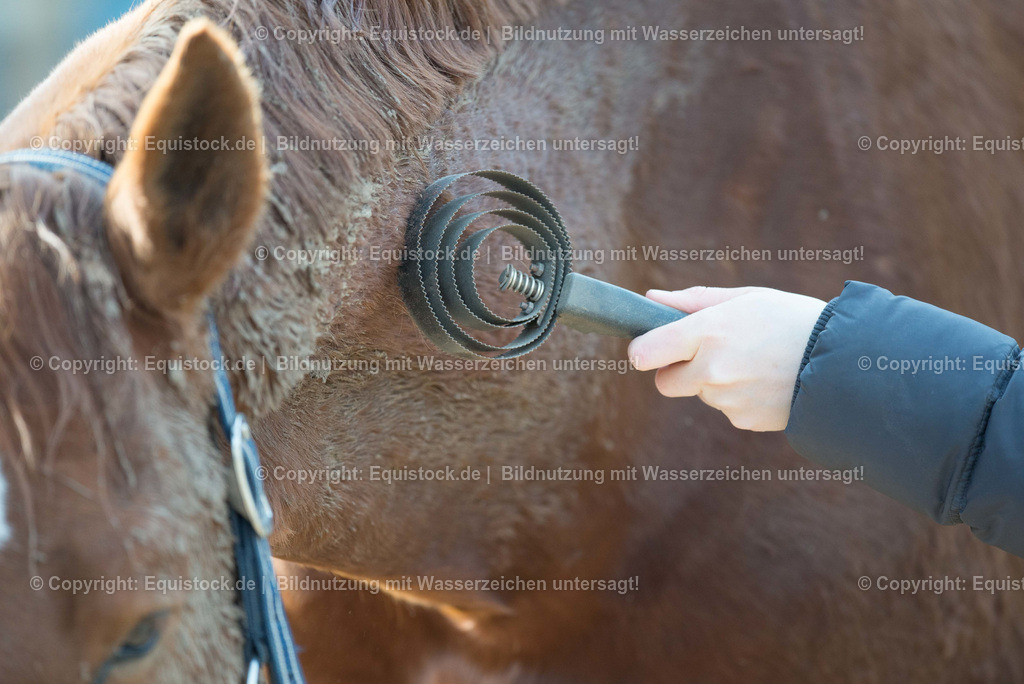 TS_20180305_Pferd_putzen_0002 | Foto: Thomas Hartig