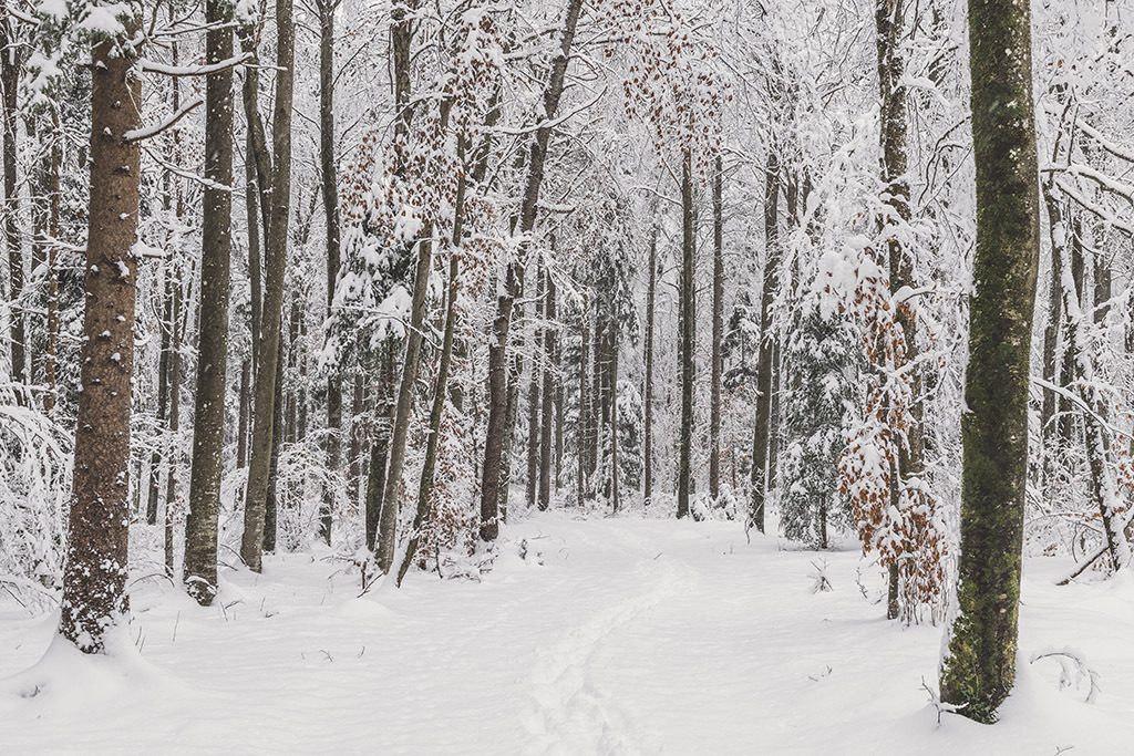 Verschneiter Waldweg | im Winter. - Realisiert mit Pictrs.com