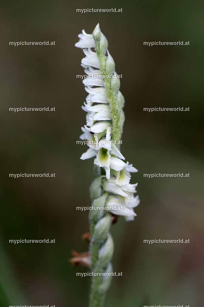 Herbst-Drehwurz-001 | Das Bilderarchiv über Tiere, Planzen und Landschaften. In der Bilddatenbank finden Sie ein große Auswahl an hochwertigen Bilder für Ihre Werbung - Realisiert mit Pictrs.com