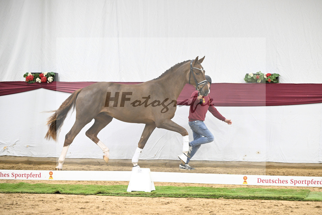 Kat-Nr. 48 Valdiviani x De Beau_Schult Horses GmbH _ Co. KG_47251684 | hf-fotografie - Realisiert mit Pictrs.com