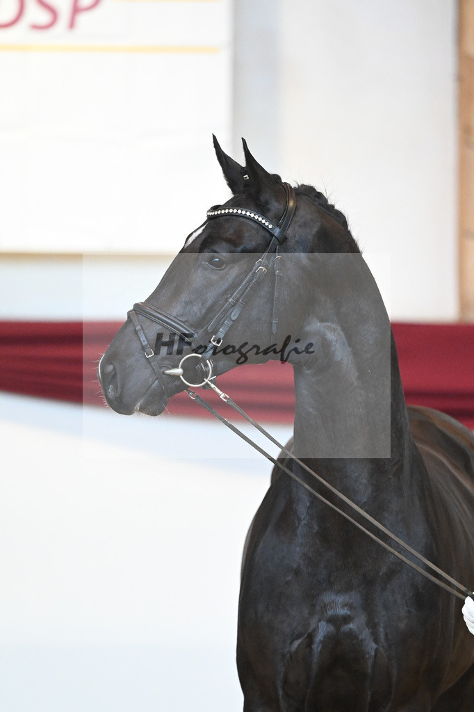 Kat-Nr. 22 v. Don Juan de Hus_Mueller_66220675 | hf-fotografie - Realisiert mit Pictrs.com