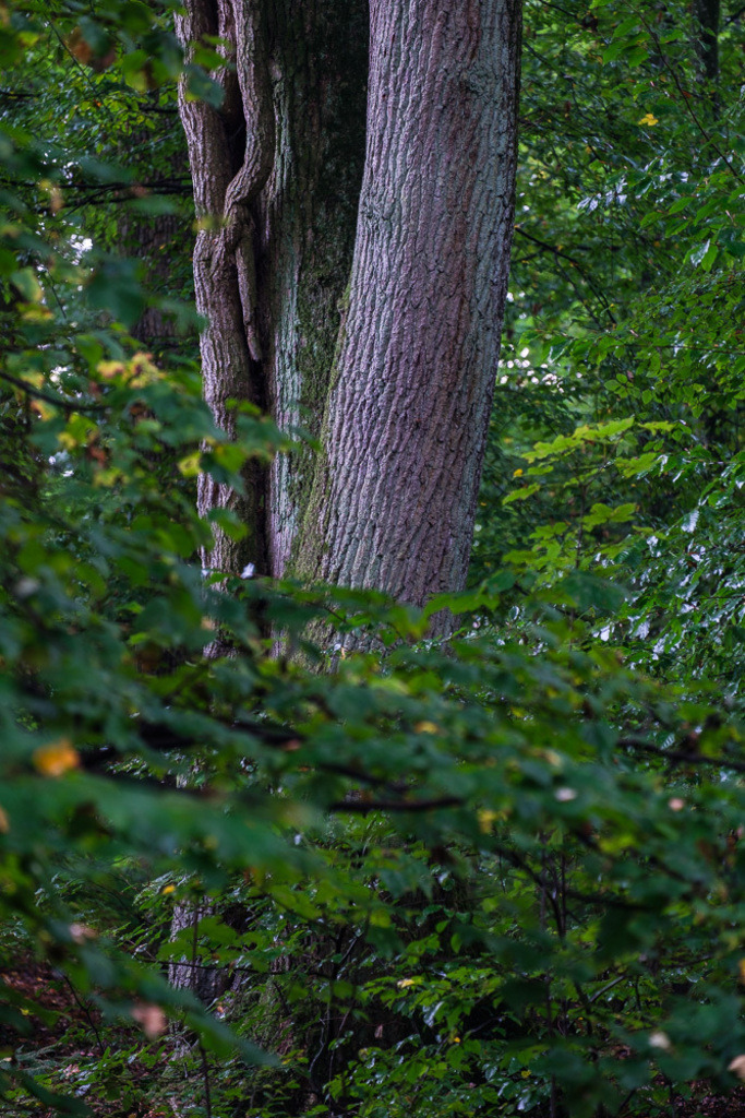 SilvanoPedrett_preview_Baum-2 | silvanopedrett - Realisiert mit Pictrs.com