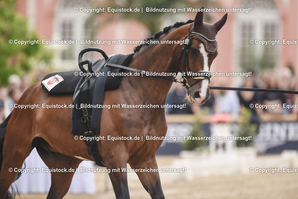 20240519_Voltige_0332 | Foto: Thomas Hartig